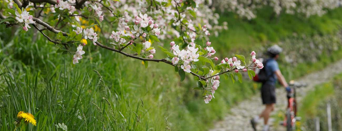 Blühender Obstbaum im Frühling in Meran und Radfahrer der sein Rad schiebt im Hintergrund