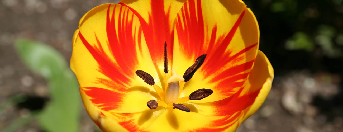 Primo piano di tulipano giallo e rosso