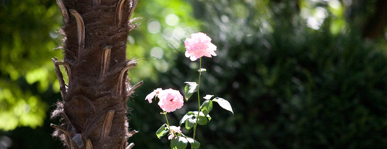 Detailaufnahme eines Palmenstammes und einer Rosenblüte