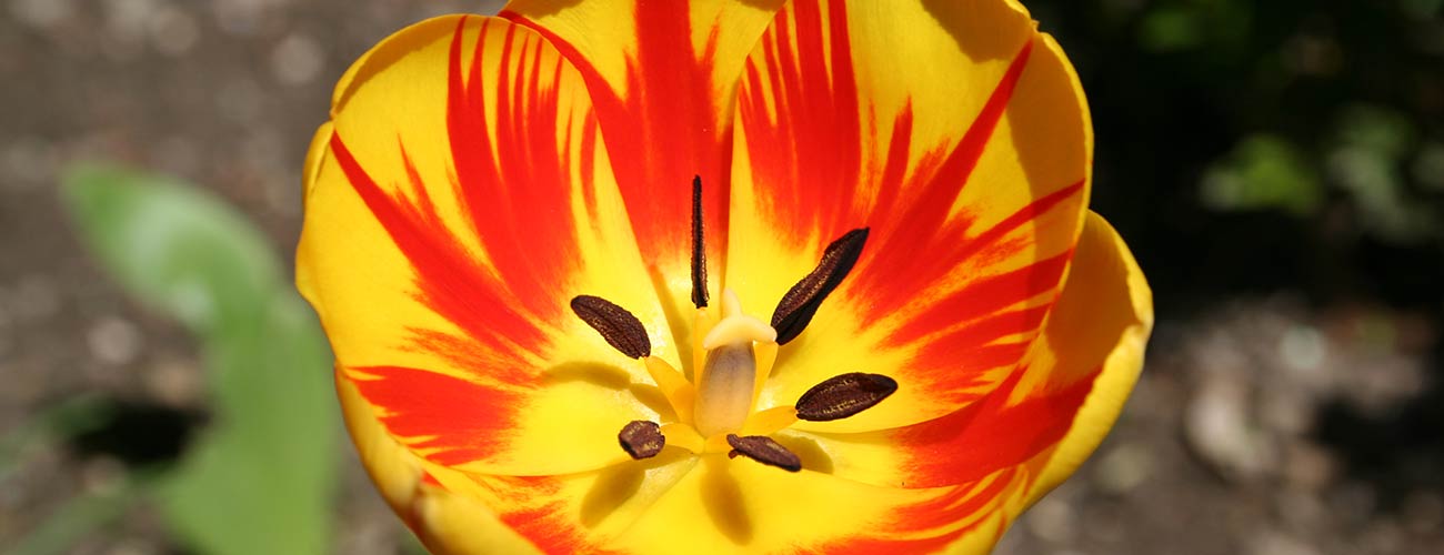 Nahaufnahme einer gelb-roten Blüte